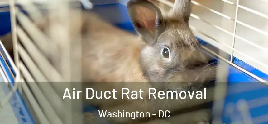  Air Duct Rat Removal Washington - DC